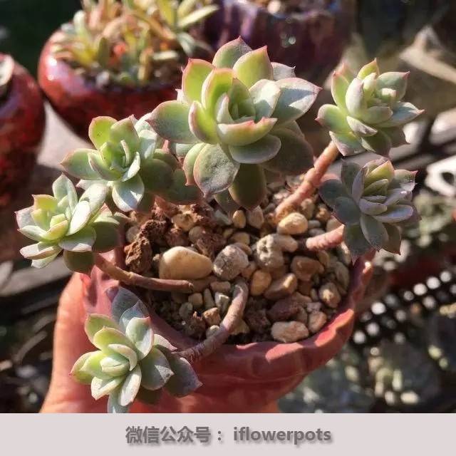 盘点偶家"冬日暖心特饮"——多肉月影系45图鉴