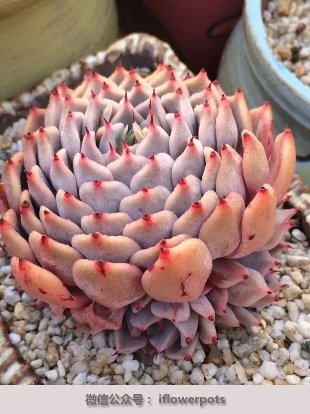 此雨绵绵无绝期 记江南春雨后的多肉!